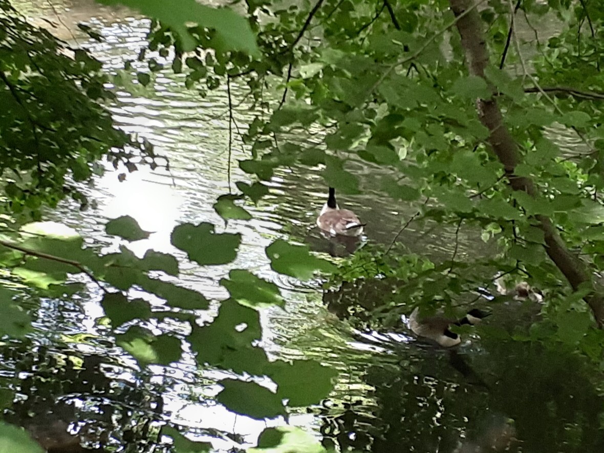Duck on BRP 002