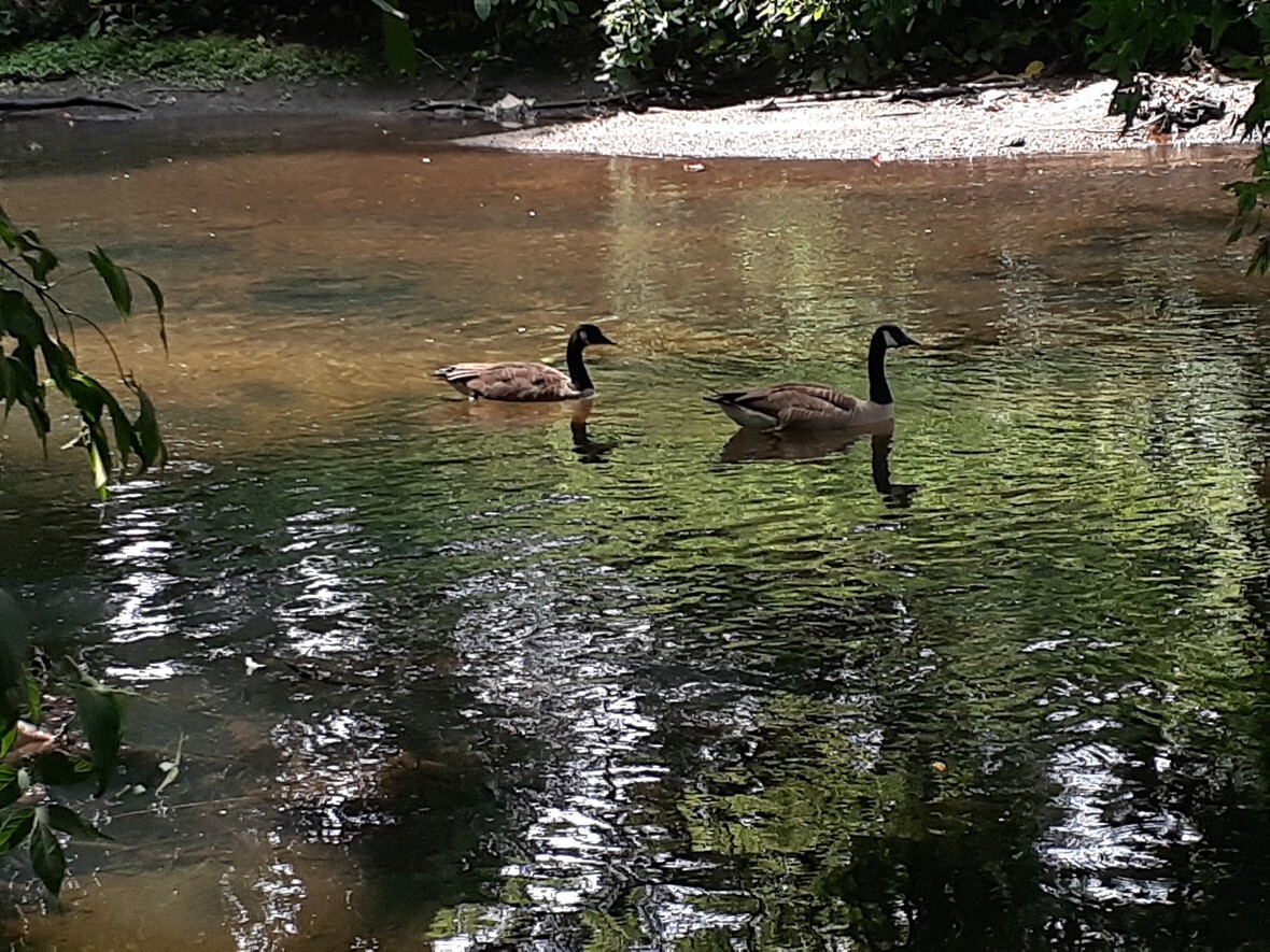 Ducks on Bronx River 02