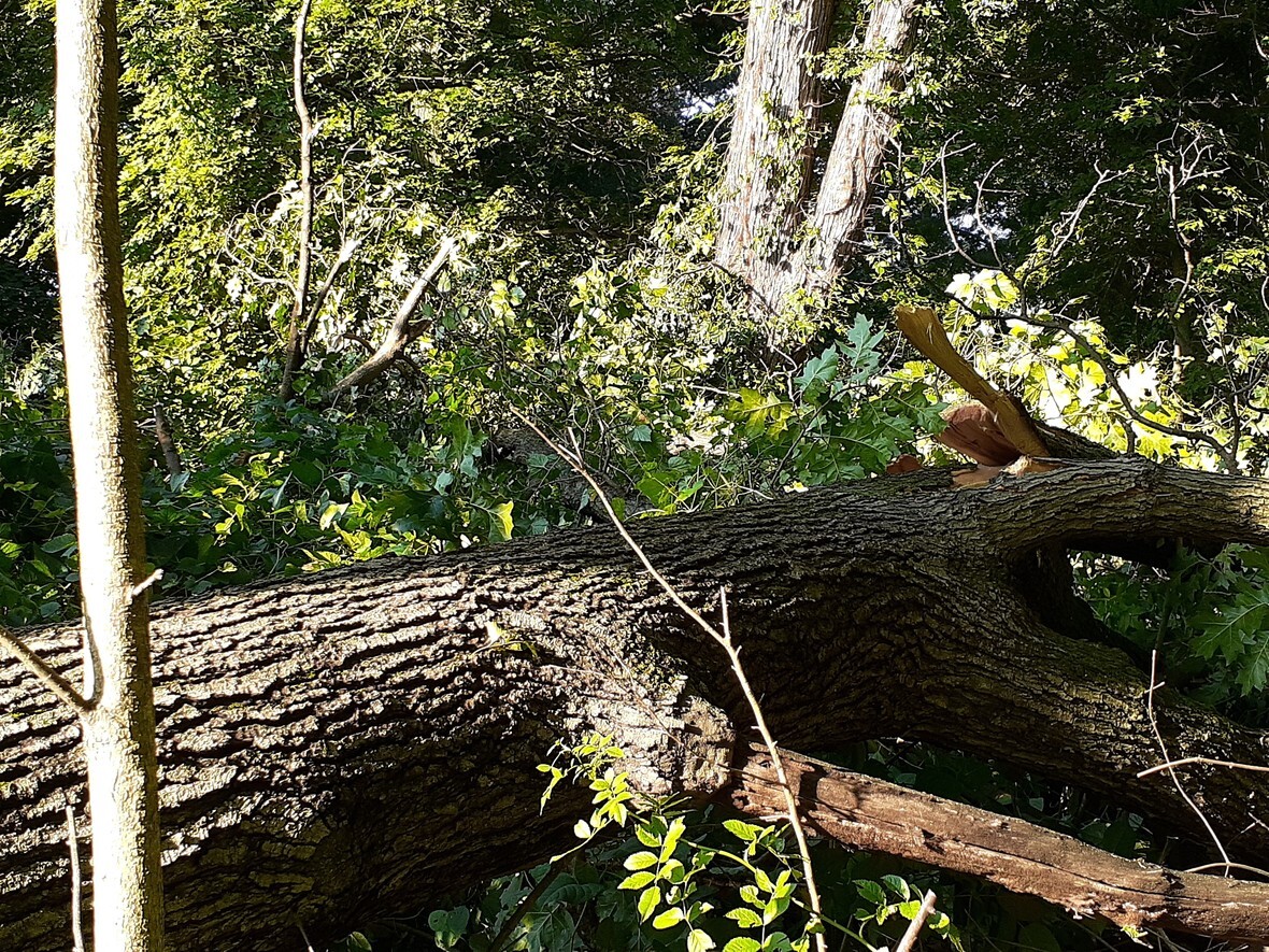 Fallen Tree 001