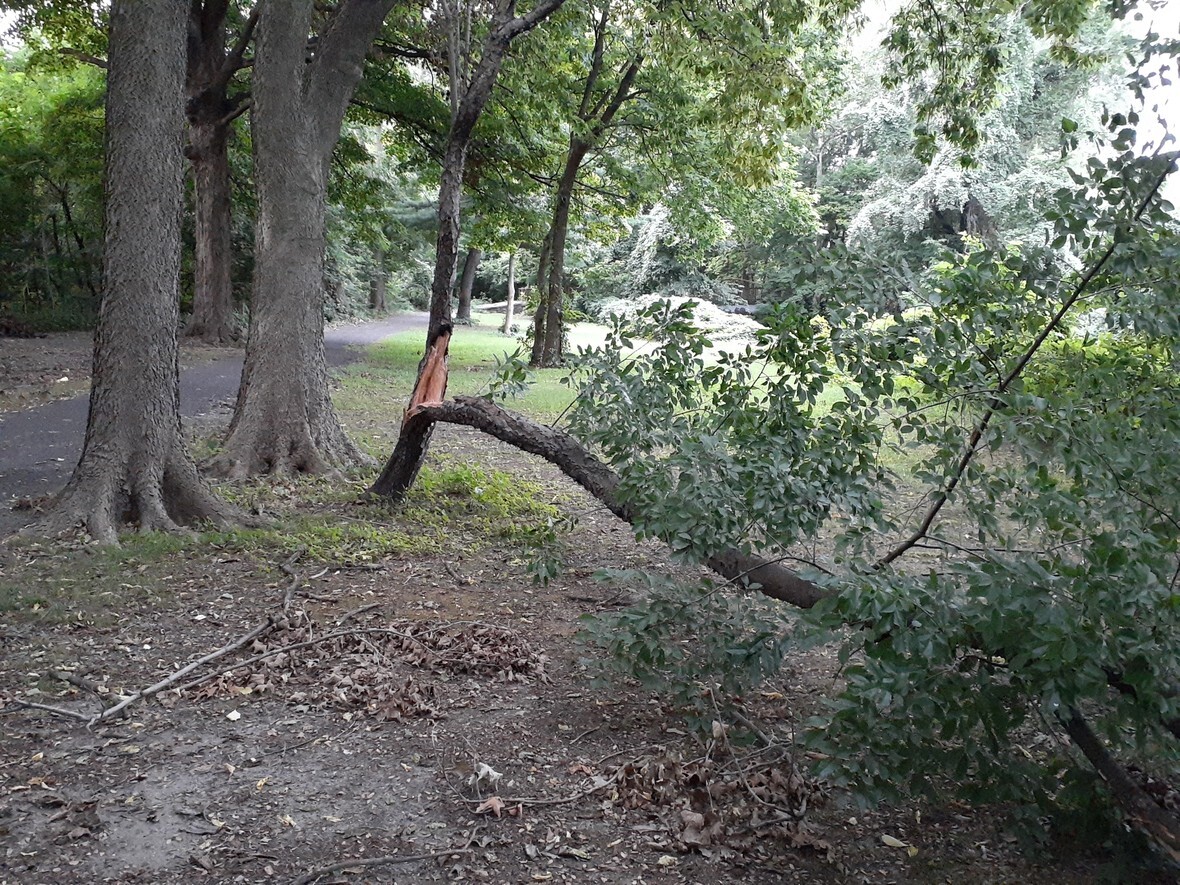 Fallen Tree 05Sept2020