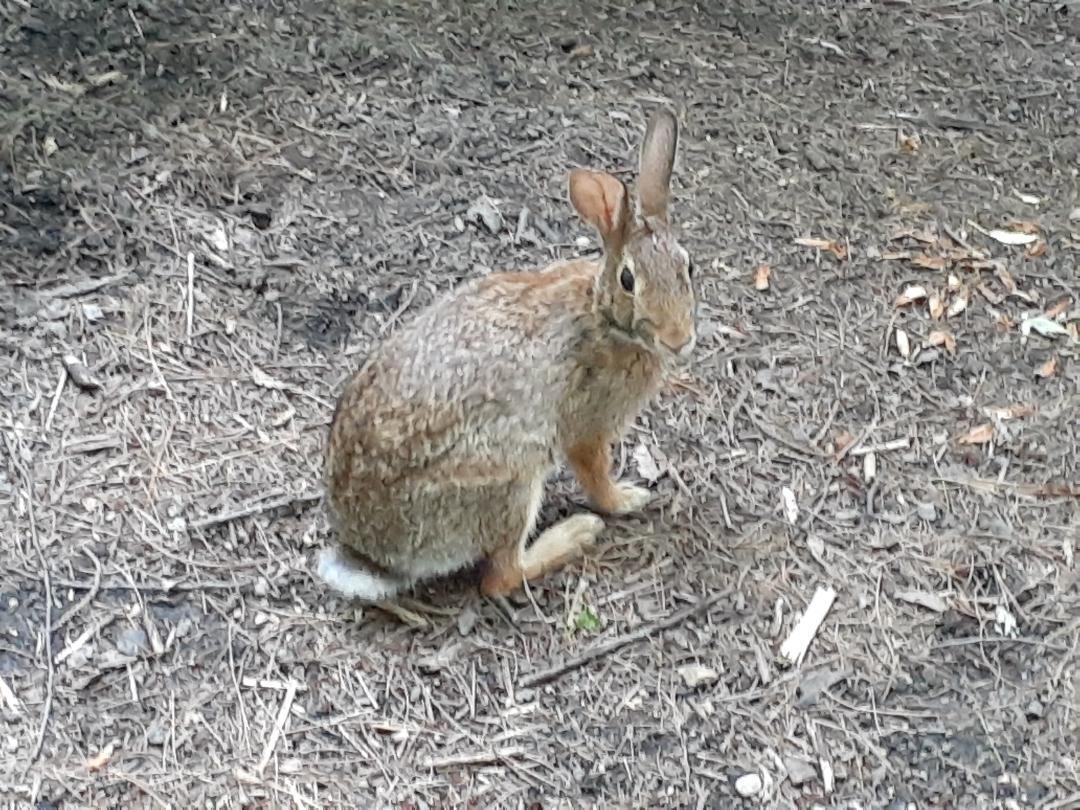 Rabbit 007