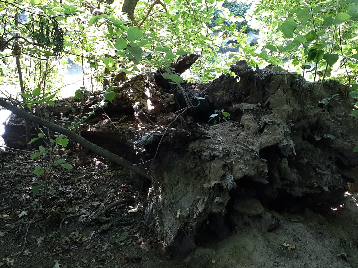 Rotting Tree 001