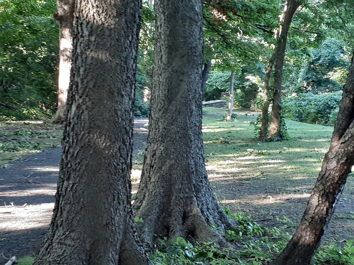Tree 002